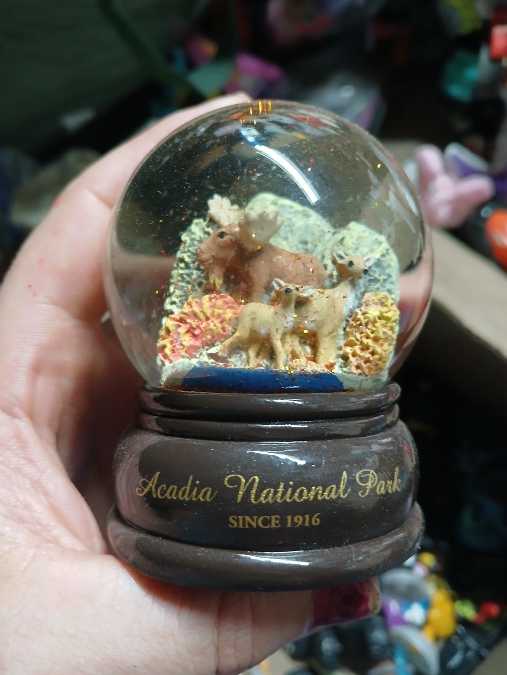 small souvenir snow globe a resin figure  moose deer inside Acadia National Park